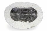 Paralejurus Trilobite Fossil - Ofaten, Morocco #341193-3